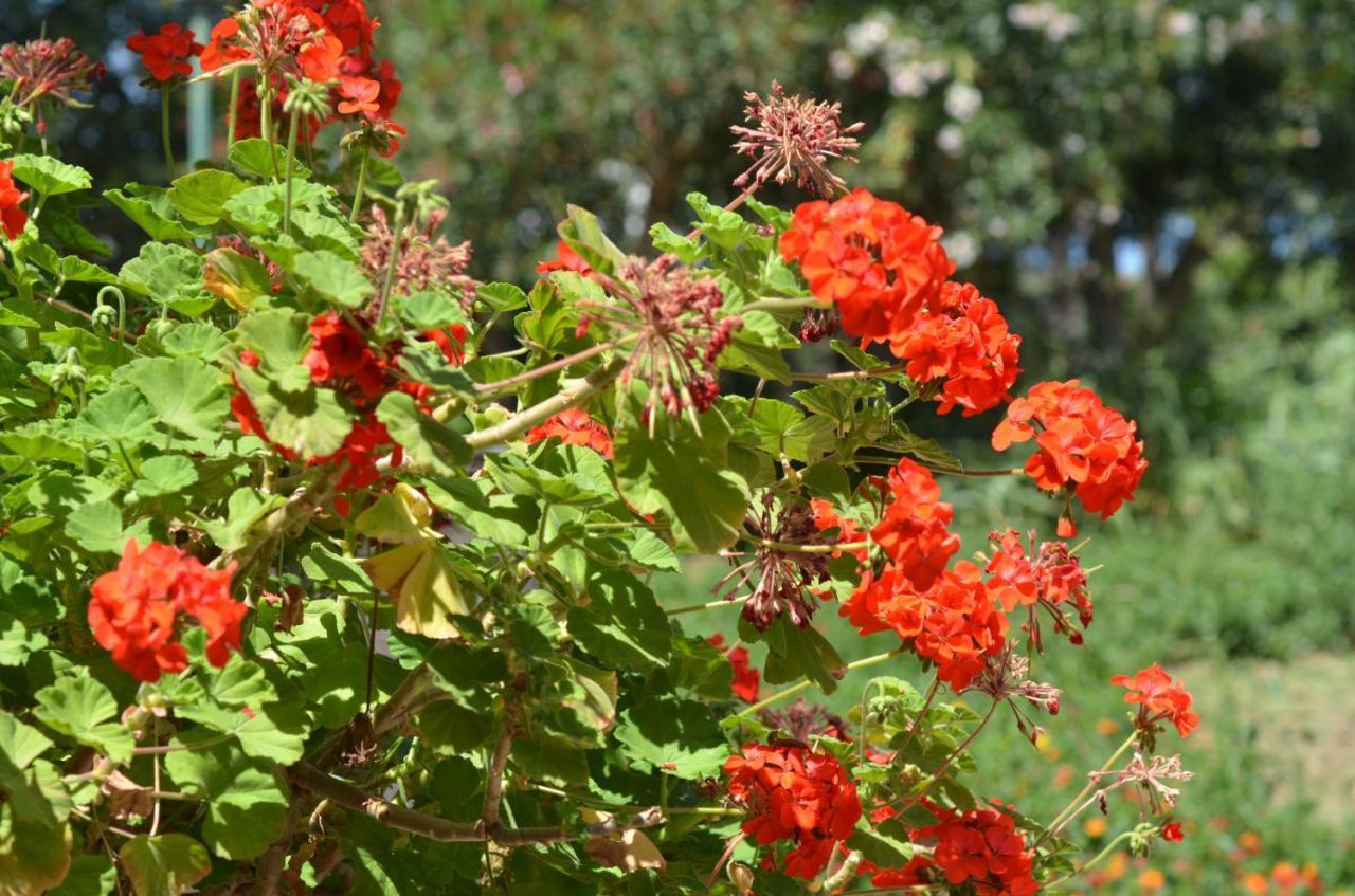 Villa Teti - Sicilia กัมโปเฟลิเช ดิ โรชเชลลา ภายนอก รูปภาพ