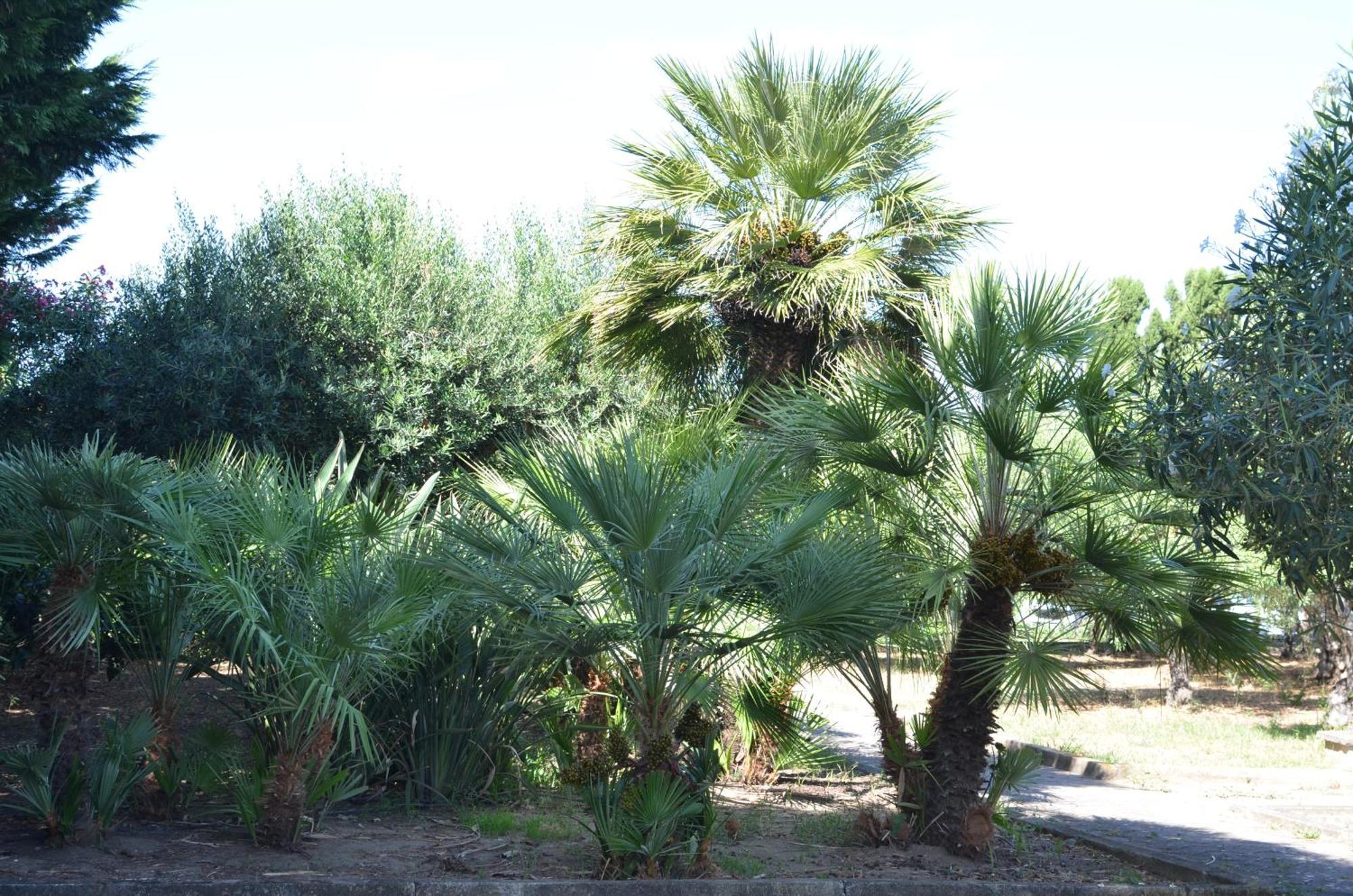 Villa Teti - Sicilia กัมโปเฟลิเช ดิ โรชเชลลา ภายนอก รูปภาพ